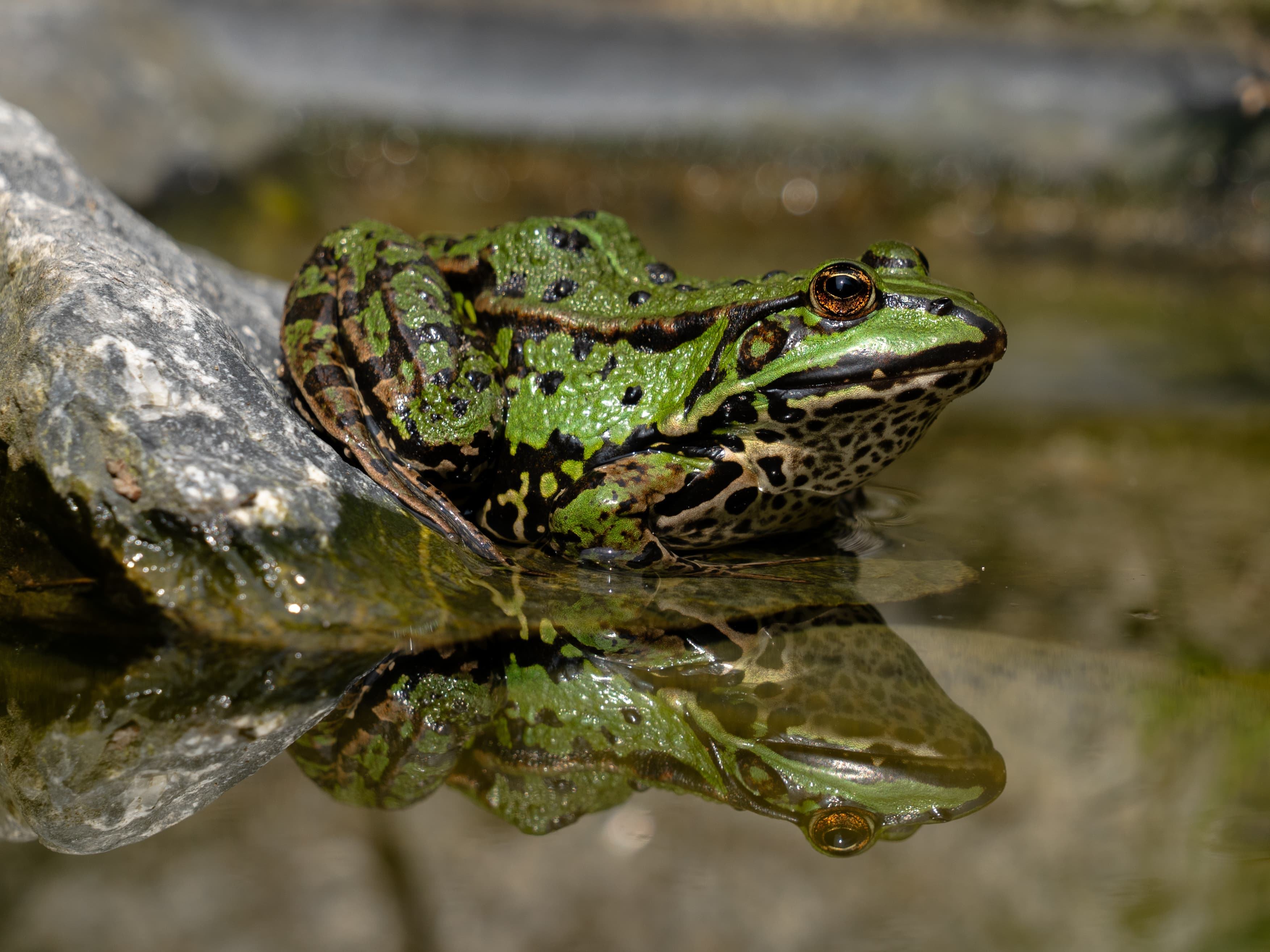 Natur 1