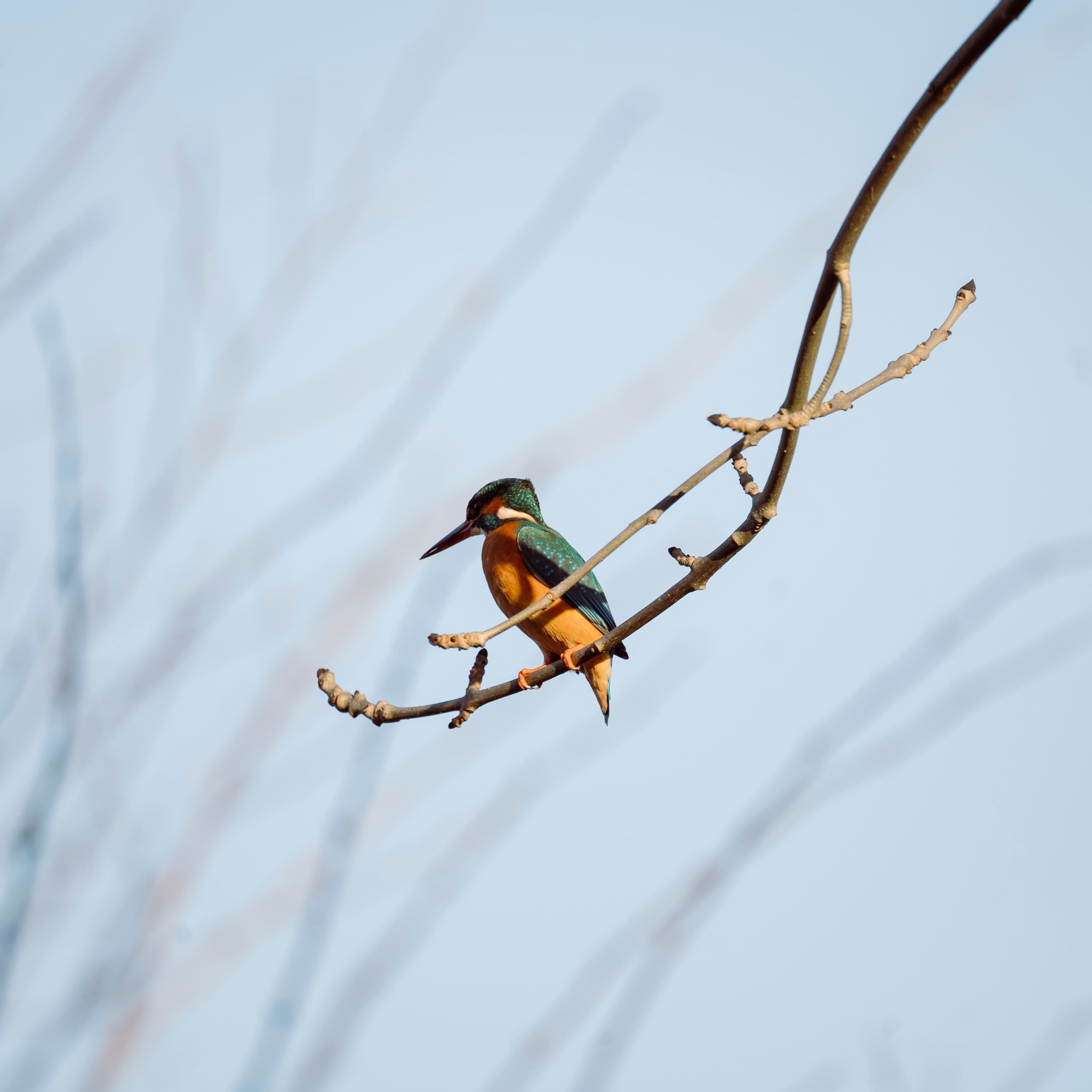 Natur 5